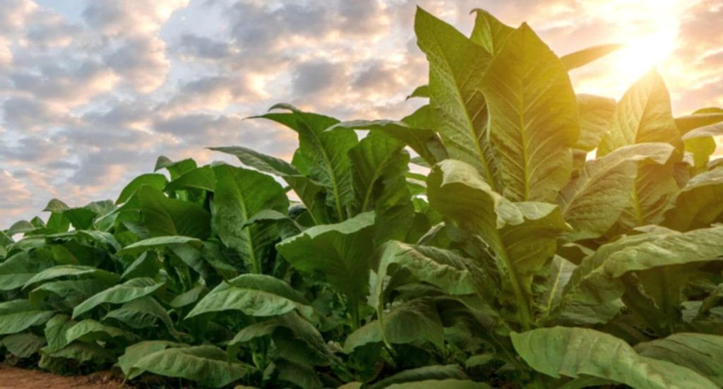 Крупный план листьев табака, купающихся в золотом солнечном свете.