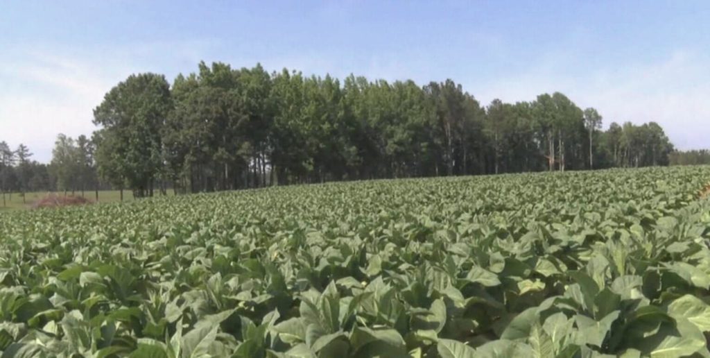 Панорамный вид процветающей табачной фермы в Вирджинии.