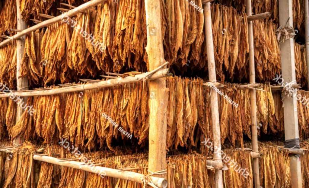Традиционный амбар, используемый для вяления табака Берли