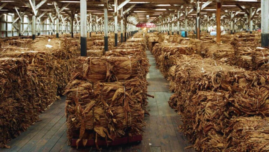 Богатые, золотистые листья табака Burley Kentucky.